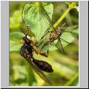 Dioctria cothurnata - Raubfliege 08.jpg